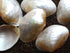 pale gold mussel shells